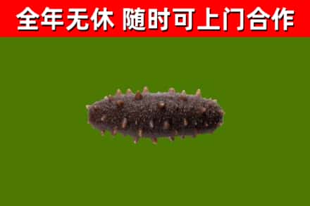 白山烟酒回收干海参.jpg